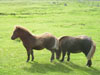 Shetland Ponys